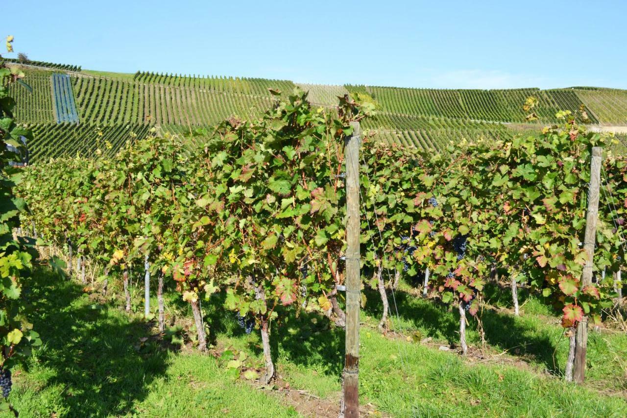 Weingut Mathy-Schanz Osann-Monzel ภายนอก รูปภาพ